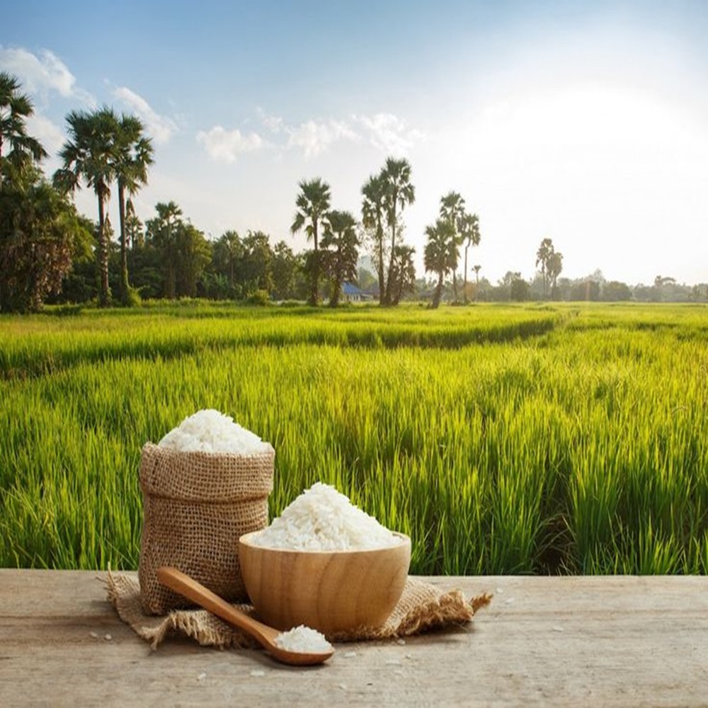 Global Rice Production Needs To Change To Help Fight The Climate Crisis (1)
